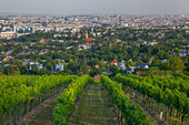 W6665_Weinberge_Wien.jpg, 21kB