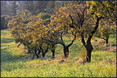 Vienna, Steinhofgrnde, Steinhof, Erholungspark, Photo Nr.: W3847