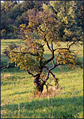 Vienna, Steinhofgrnde, Steinhof, Erholungspark, Photo Nr.: W3848