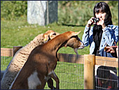 Vienna, Kurpark Oberlaa, Streichel- ZOO, Photo Nr.: W3937