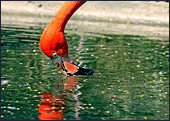 Vienna, Zoo, Flamingo, Photo Nr.: W4496