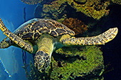 Vienna, Haus des Meeres, Sea Turtle, Meereschildkrte, Photo Nr.: W4450