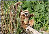 Vienna, Zoo, White - handed gibbon, Photo Nr.: W4504