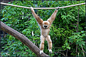 Vienna, Zoo, White - handed gibbon, Photo Nr.: W4506