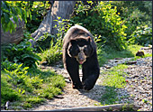 Vienna, Zoo, Spectacled Bear, Brillenbr, Photo Nr.: W4507