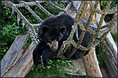 Vienna, Zoo, Spectacled Bear, Brillenbr, Photo Nr.: W4508