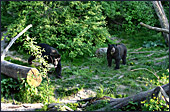 Vienna, Zoo, Spectacled Bear, Brillenbr, Photo Nr.: W4509