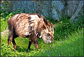 Vienna, Zoo, Serow, Japanischer Serau, Photo Nr.: W4510