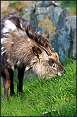 Vienna, Zoo, Serow, Japanischer Serau, Photo Nr.: W4511