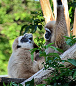 Vienna, Zoo, White - handed gibbon, Photo Nr.: W4535