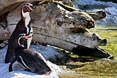 Vienna, Zoo, Peruvian Penguin, Humboldt Pinguin, Photo Nr.: W4540