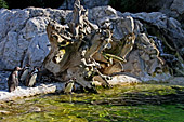 Vienna, Zoo, Peruvian Penguin, Humboldt Pinguin, Photo Nr.: W4543