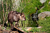 Vienna, Zoo, Serow, Japanischer Serau, Photo Nr.: W4544