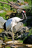 Vienna, Zoo, Manchurian Crane, Mandschuren Kranich, Photo Nr.: W4546