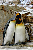 Vienna, Zoo, Photo Nr.: W4547