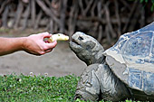 Vienna, Zoo, Riesenschildkrte, Photo Nr.: W4658