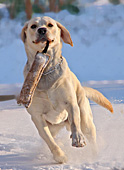 Austria, Vienna, Dog