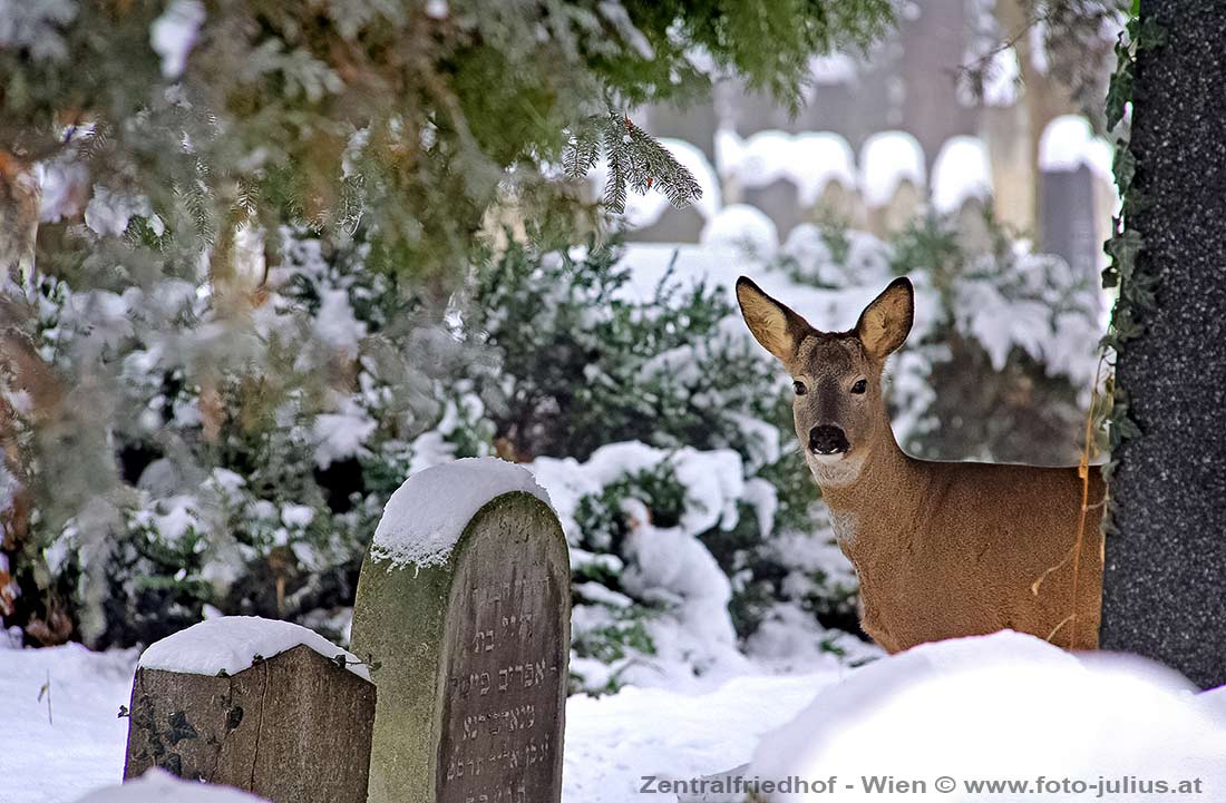 W5392b_Zentralfriedhof_Winter_Tiere.jpg, 126kB