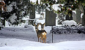 W5393_Zentralfriedhof_Wien_Rehe_Tiere.jpg, 13kB