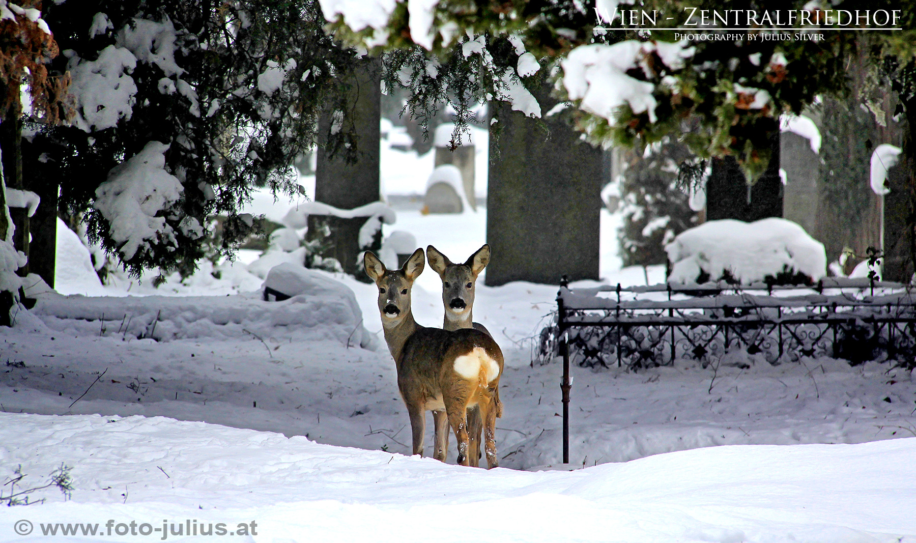 W5393a_Zentralfriedhof_Wien_Rehe_Tiere.jpg, 860kB