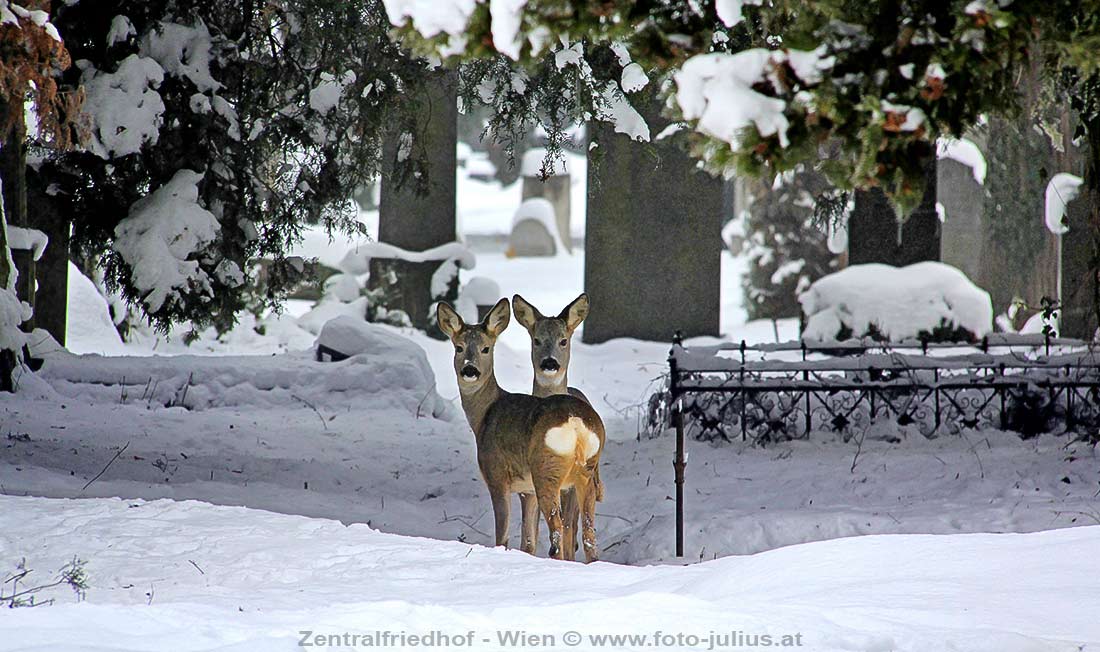 W5393b_Zentralfriedhof_Wien_Rehe_Tiere.jpg, 120kB