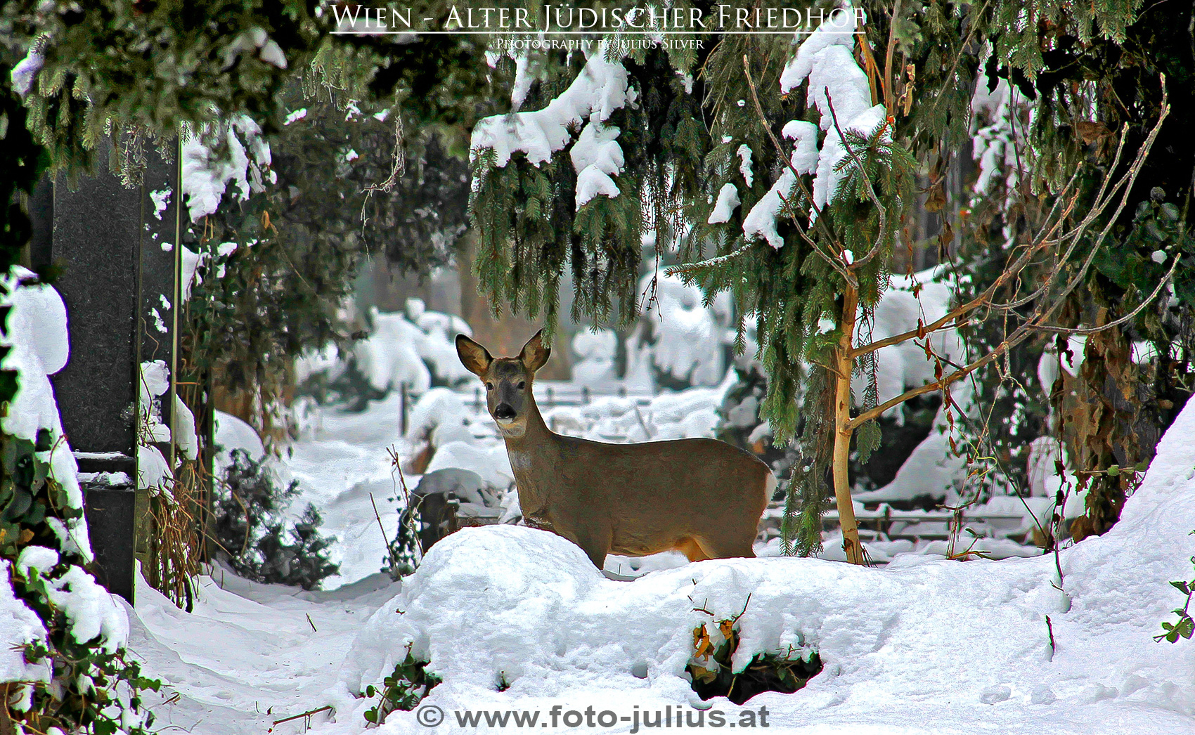 W5394a_Zentralfriedhof_Wien_Rehe_Tiere.jpg, 1,2MB