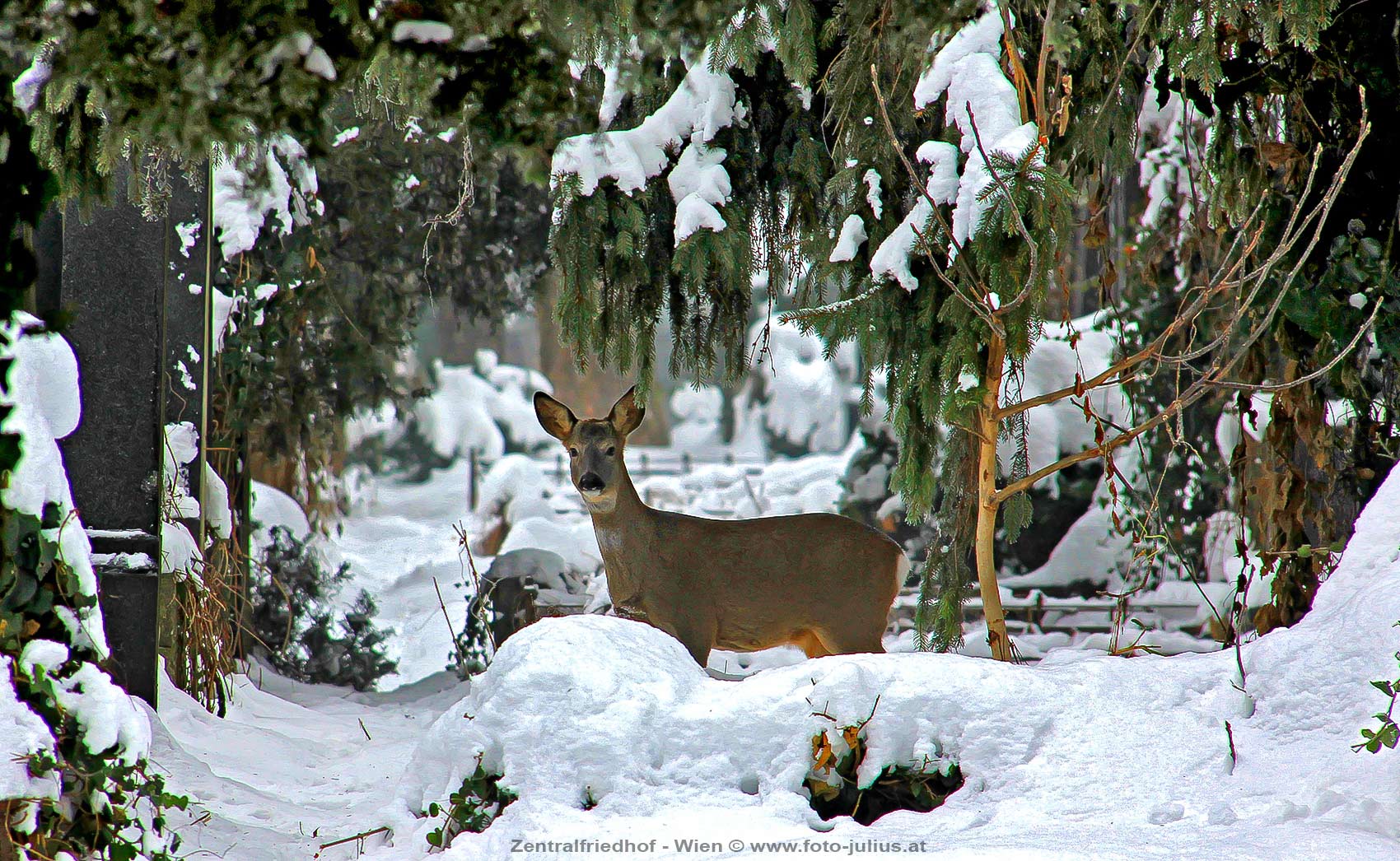 W5394b_Zentralfriedhof_Wien_Rehe_Tiere.jpg, 382kB